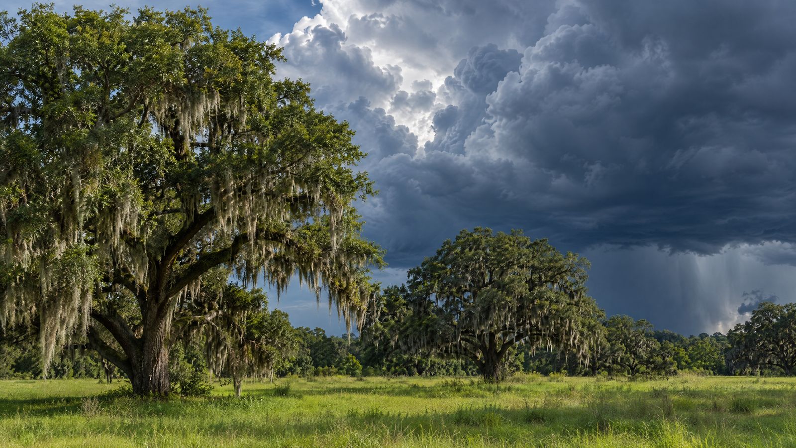 Storm clouds over live oaks with Spanish moss